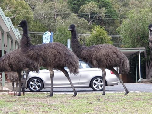 Halls Gap Motel Located in Halls Gap, Halls Gap Motel is a perfect starting point from which to explore Grampians. Both business travelers and tourists can enjoy the propertys facilities and services. Luggage storag