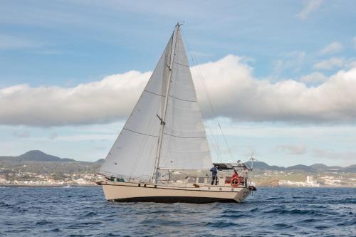 Fuga II Wind Safari