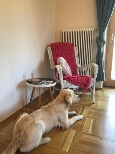 MILLIEs hosting - Familienurlaub mit Hund in Kärnten