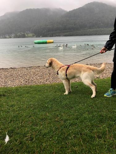 Atpūtas iespējas, MILLIEs hosting - Familienurlaub mit Hund in Kärnten (MILLIEs hosting - Familienurlaub mit Hund in Karnten) in Sankt Paul Im Lavanttal
