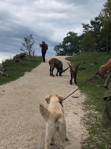 MILLIEs hosting - Familienurlaub mit Hund in Kärnten