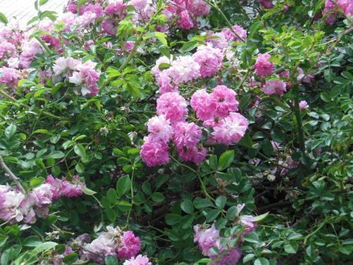 Casa Rural Aborigen Bimbache - image 14