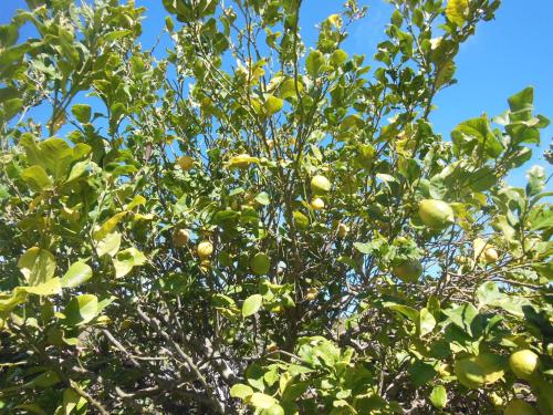 Casa Rural Aborigen Bimbache - image 5