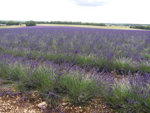 Maison de campagne MONTCUQ en Quercy Blanc