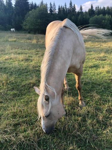 Gazdovsky Dvor Peter Jurky in Ótátrafüred