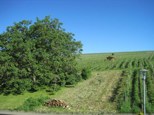 Uitzicht, Haus am Weinberg in Sipplingen