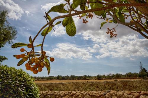 Finca Can Carro - image 9