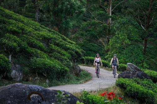 Fragrant Nature Munnar - A Five Star Classified Hotel