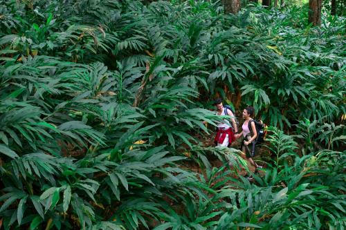 Fragrant Nature Munnar - A Five Star Classified Hotel