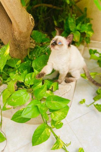 Araba Fenice Hotel - image 5