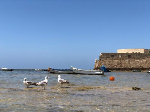 playa, Planeta Cadiz Hostel in Cadiz