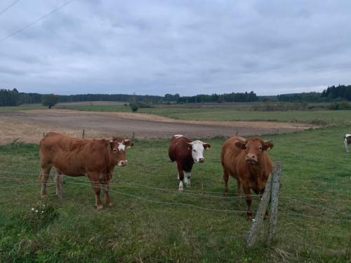 Giżycko-Przerwanki Domki Widok na Mazury