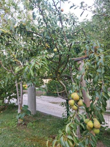 Villa Amir Villa Amir