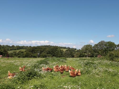 The Cider Shed