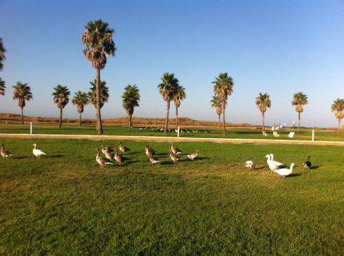 Life Apartments Costa Ballena - image 7