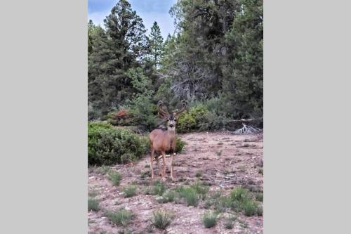 Live Simply Cabin, Walking distance to East Zion trails