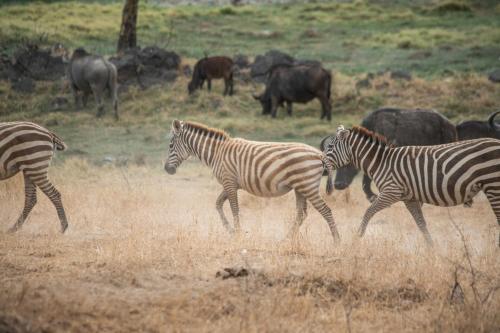 Sarova Lion Hill Game Lodge - Lake Nakuru National Park