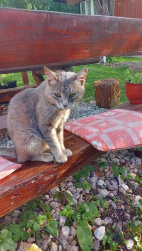 Guest House Milena Vučinić - main image