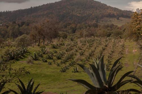 Glamping Octli - Santuario de las Luciernagas X NANTLI LIVING in Nanacamilpa, Mexico