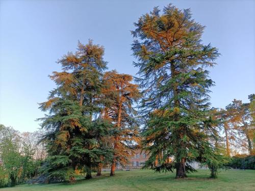 Le Jardin Des Cèdres