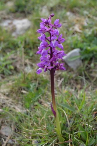 Doolin Lanelodge -Room Only- in Doolin