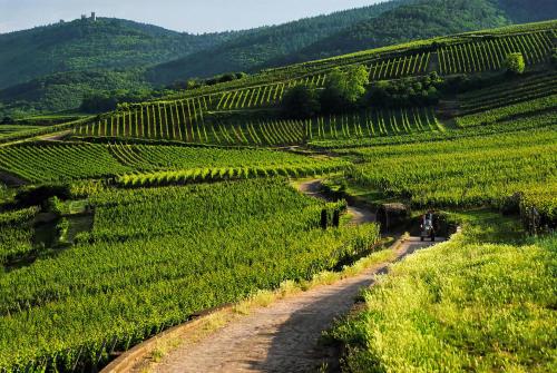 Coeur d'Alsace Colmar Vignobles Ouest avec terrasses