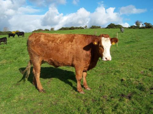 Valley Lodge Farm Hostel - image 6