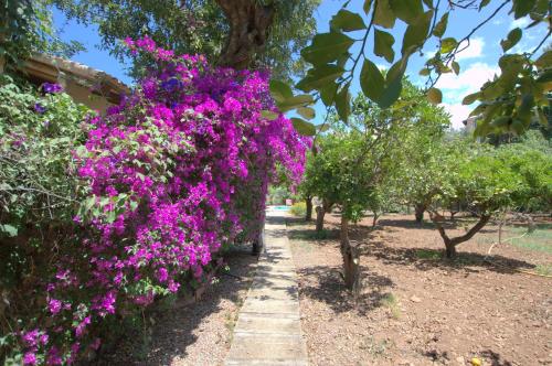 Alconasser 3 - Amazing Seaviews between Deia & Soller