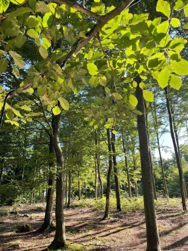 Naturglamping in Lyckans Höjd