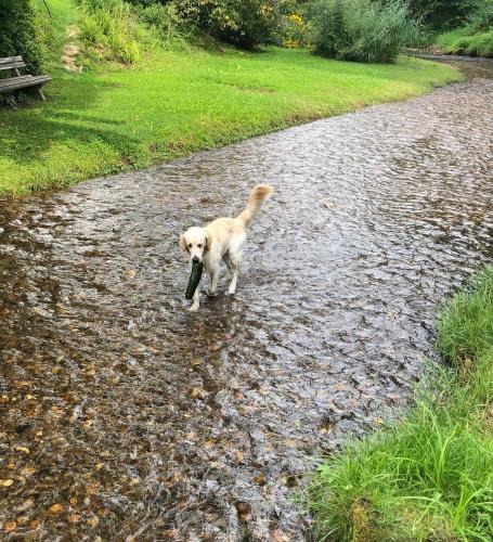 MILLIEs hosting - Familienurlaub mit Hund in Kärnten (MILLIEs hosting - Familienurlaub mit Hund in Karnten) in Sankt Paul Im Lavanttal