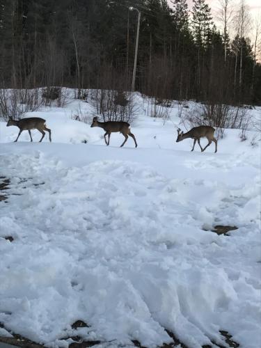 In the middle of Trysil fjellet - Welcome Center - Apartment with 4 bedrooms and sauna - By bike arena and ski lift In the middle of Trysil fjellet - Welcome Center - Apartment with 4 bedrooms and sauna - By bike arena and ski lift