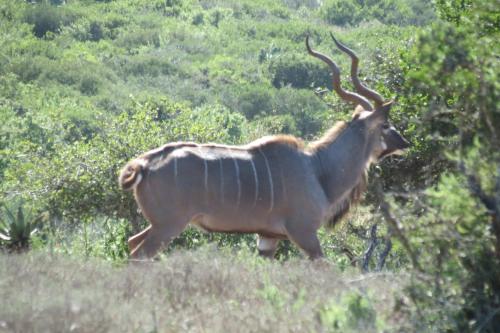 Kudu Ridge Game Lodge