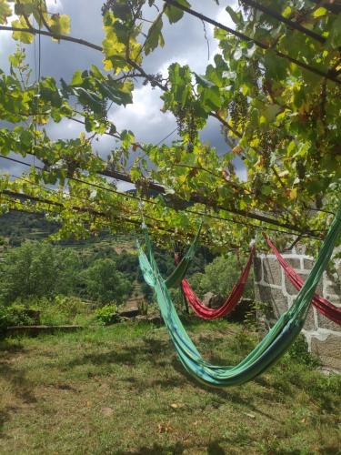 Quinta do Sol - Soutelo, Chã (fotografie 6)