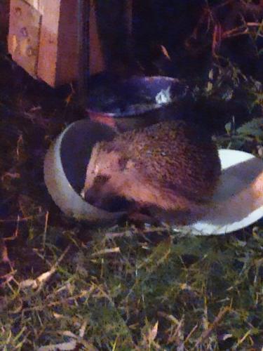 Logeerruimte in gerenoveerde boerderij in Wachtum