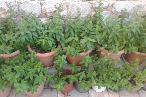 luxurius independent 3rd floor in villa