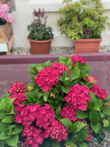 No 29 Bed and Breakfast - image 6