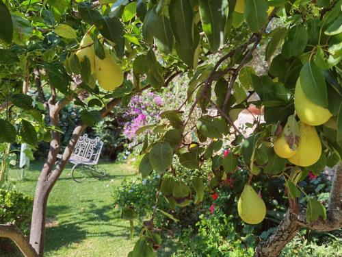 Il giardino di Tatiana - image 13