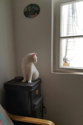  Guest House Authentic Hvar in Vrbanj