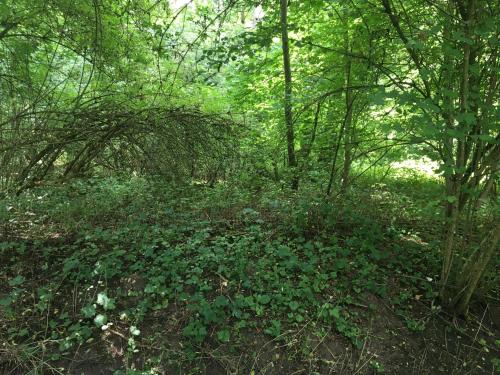 Un coin de forêt