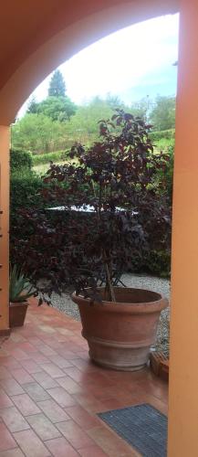 Lulù – Impruneta, IA