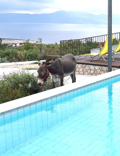 Villa Suzi Donkey farm with seaview - Apartment - Šmrika