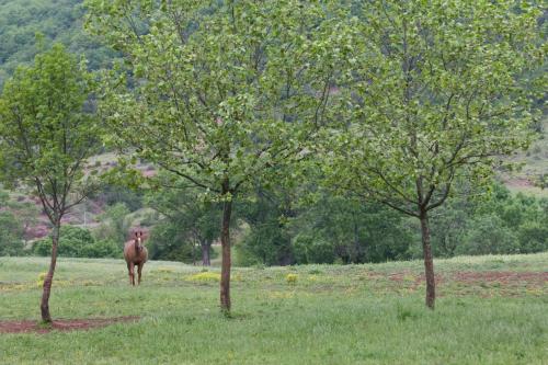 Le Cèdre de Prades 4 étoiles Logement entier Parc Naturel Haut Languedoc - Salagou