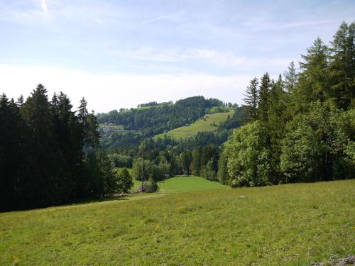 Hirschen Wald - image 13