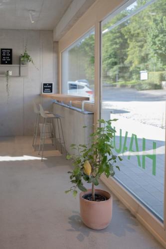 HAAUS - image 6