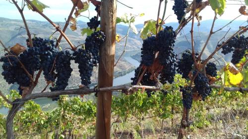 Stay at the Winemaker