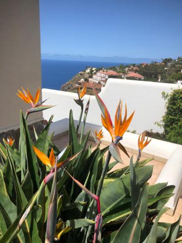 VILLA HIBISCUS gîte à louer La Corujera