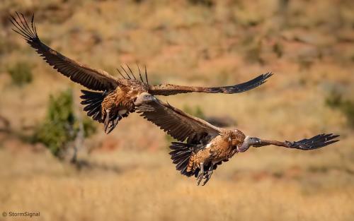 Thaba Manzi Ranch