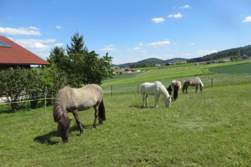 Ponyhof Adam Urlaub auf dem Bauernhof