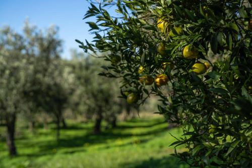 Agriturismo Costantino