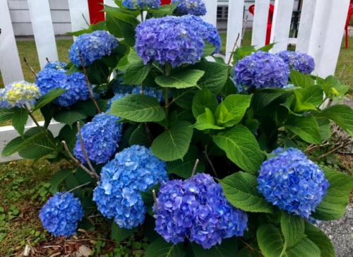 Claddagh Motel & Suites – Rockport, ME